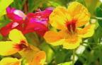 Nasturtium