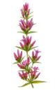 gentian.jpg (12137 bytes)